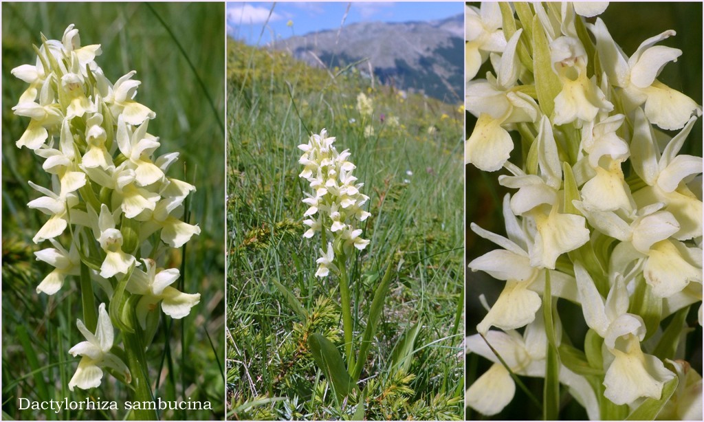 Orchis spitzelii ele altre - Passo Godi  (LAquila)  maggio e giugno 2017